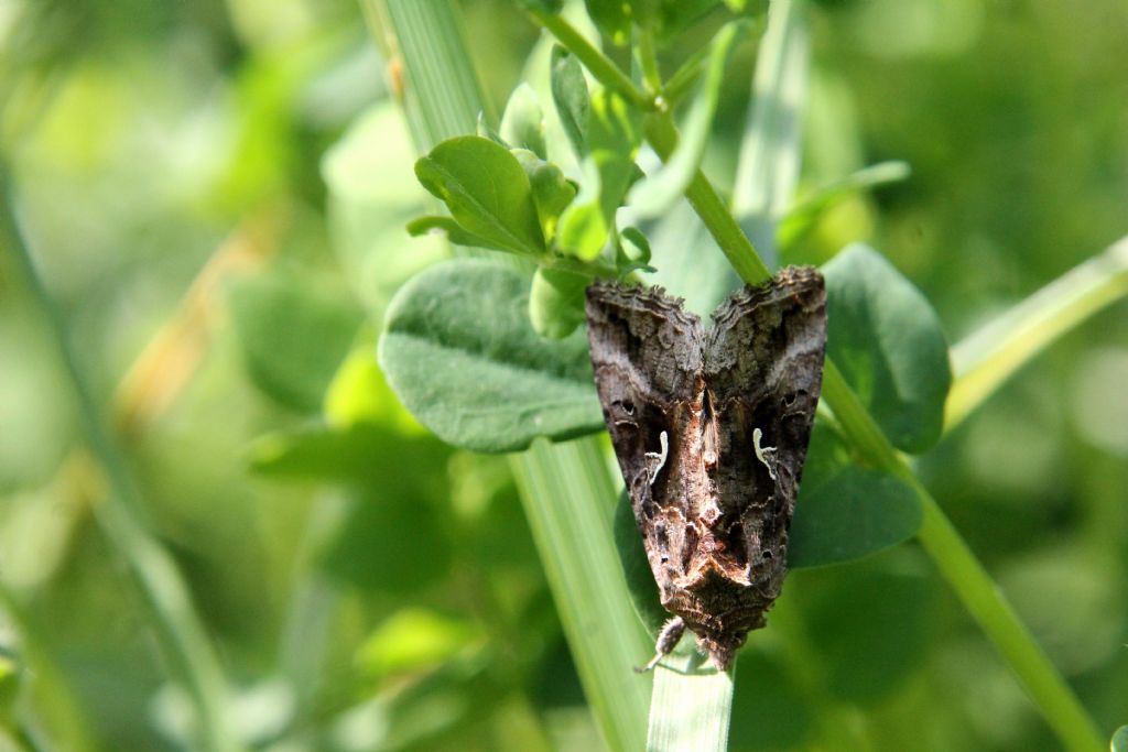 Falena 2? Autographa gamma - Noctuidae